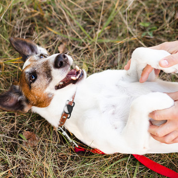 Páskové pouzdro na obojek pro domácí mazlíčky pro lokátor Apple AirTag Black